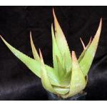 Aloe ukambensis one-gallon pots