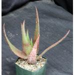 Aloe ukambensis 5-inch pots