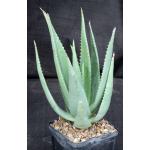 Aloe vacillans 5-inch pots