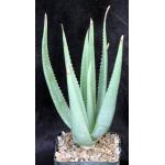 Aloe vacillans 5-inch pots