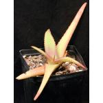 Aloe vanbalenii one-gallon pots