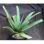 Aloe vaombe x jucunda 2-gallon pots