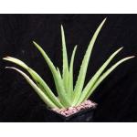Aloe vera chinensis hybrid 5-inch pots