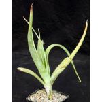 Aloe veseyi 5-inch pots