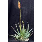 Aloe virens one-gallon pots