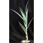 Aloe volkensii ssp. volkensii  one-gallon pots