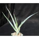 Aloe volkensii ssp. multicaulis (WY 1029) 4-inch pots