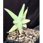 Aloe whitcombei 5-inch pots