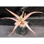 Aloe wilsonii one-gallon pots