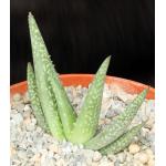 Aloe woodii 6-inch pots