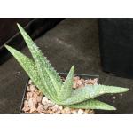 Aloe woodii 5-inch pots