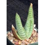 Aloe zebrina (ammophila) 3-inch pots
