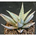 Aloe cv Dapple Green 5-inch pots
