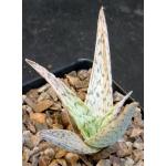 Aloe cv White Stag 5-inch pots