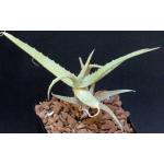 Aloe acutissima var.  itampolensis 5-inch pots