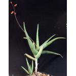 Aloe ambigens 5-inch pots