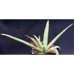 Aloe amudatensis one-gallon pots
