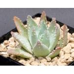 Aloe brevifolia var. depressa 5-inch pots