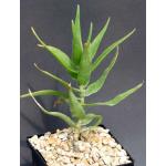 Aloe ciliaris var. ciliaris 5-inch pots