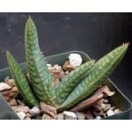 Aloe macrocarpa (commutata) 4-inch pots