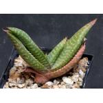 Aloe greatheadii var. davyana (Candy Stripe) 5-inch pots