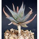 Aloe deltoideodonta var. candicans 5-inch pots