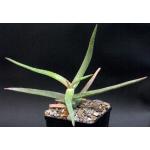 Aloe diolii 5-inch pots