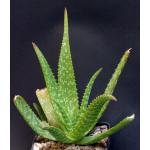 Aloe ellenbeckii one-gallon pots