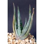 Aloe glauca 5-inch pots Aloe glauca 5-inch pots
