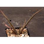 Aloe greatheadii var. davyana (barbertonii) 5-inch pots