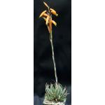Aloe humilis (GM 417) 4-inch pots