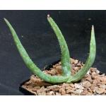 Aloe jacksonii 5-inch pots