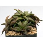 Aloe jucunda 5-inch pots