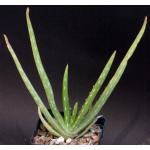 Aloe massawana 5-inch pots