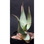 Aloe microstigma one-gallon pots