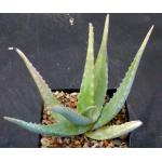 Aloe niebuhriana one-gallon pots