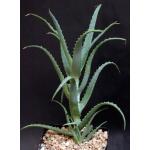 Aloe pluridens one-gallon pots