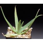 Aloe pubescens one-gallon pots