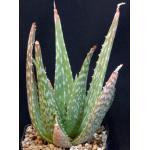 Aloe trichosantha one-gallon pots