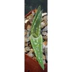 Aloe turkanensis 4-inch pots