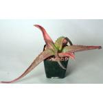 Aloe vanbalenii 4-inch pots
