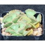 Aloinopsis matherbei 2-inch pots
