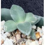 Deilanthe peersii 4-inch pots Deilanthe peersii 4-inch pots