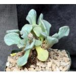 Aloinopsis rosulata 5-inch pots