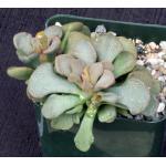 Aloinopsis rosulata 4-inch pots