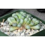 Aloinopsis schoonesii 4-inch pots