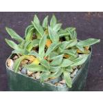 Aloinopsis acuta 3-inch pots