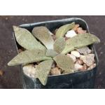 Aloinopsis rubrolineata 2-inch pots