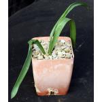 Ammocharis sp. aff. coranica (JDV 969) 4-inch pots