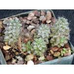 Anacampseros filamentosa ssp. namaquensis 3-inch pots